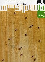 משקפים, חורים