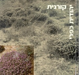 קורנית - שירים