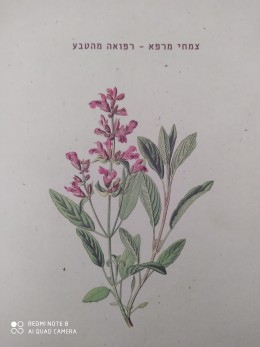 צמחי מרפא - רפואה מהטבע